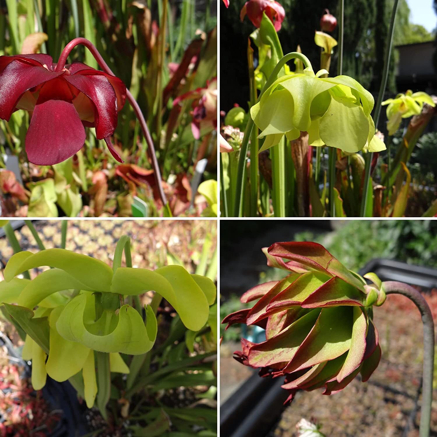 LIVE Carnivorous Pitcher Plant (Sarracenia) Beginner Friendly gallery