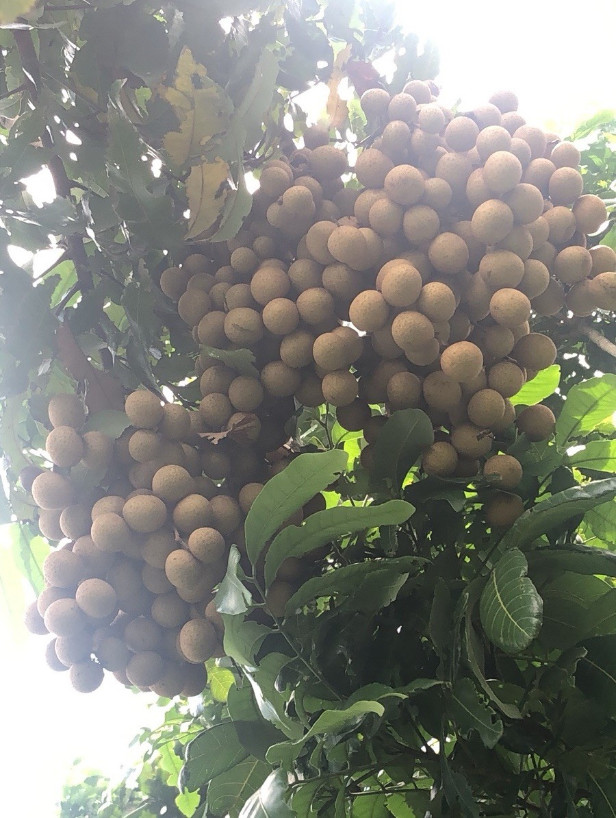 Florida Longan Tree Dimocarpus Dragon Eye 8”Tropical Fruit Live Plant gallery