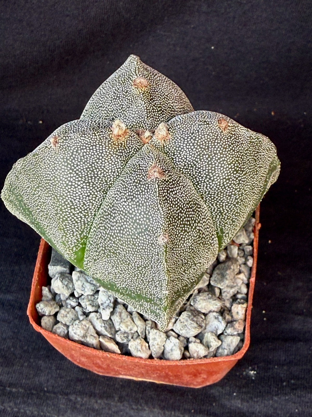 Astrophytum myriostigma v. quadricostatum, cactus plant gallery