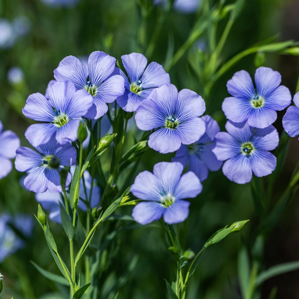Brown Flax, Linseed, Linum Usitatissimum - 200 Seeds 2024 for planting - USA gallery