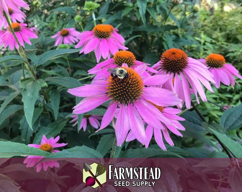 775+ Echinacea Seed [Purple Coneflower] Native Perennial Wildflower Gardening gallery