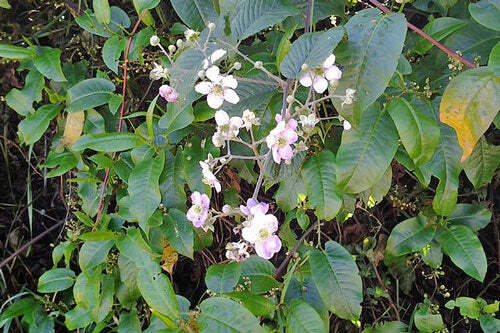 Rubus glaucus | Andean Raspberry | Mora de Castilla | 20 Seeds gallery