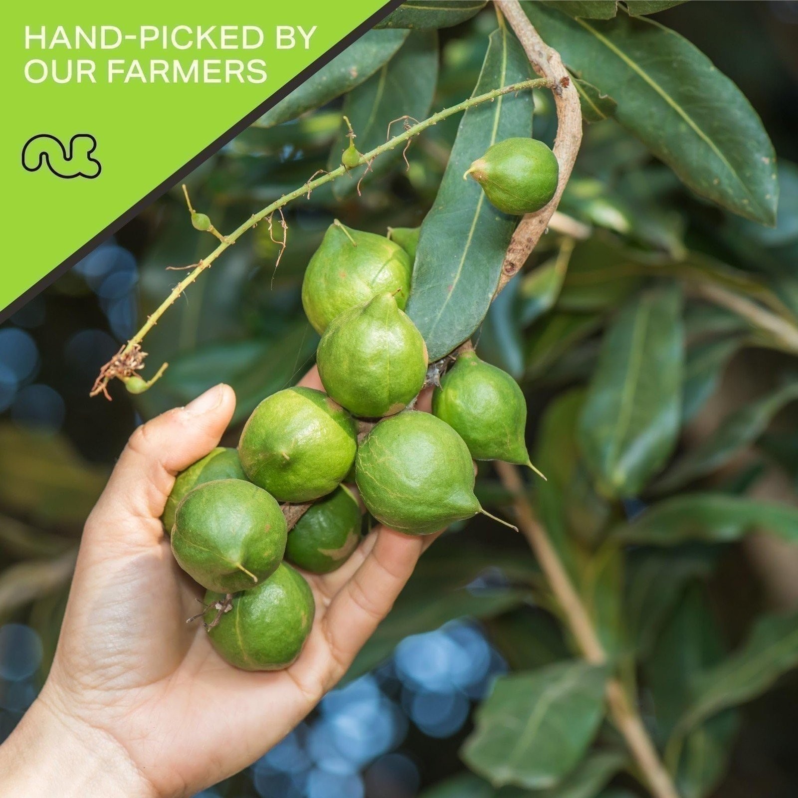 Freshly Roasted & Salted Macadamia Nuts Packed Fresh in... gallery