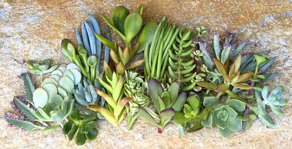 25+ Assorted Succulent Cuttings - 25 Varieties with Instructions & Free Shipping