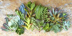 25+ Assorted Succulent Cuttings – 25 Varieties with Instructions & Free Shipping