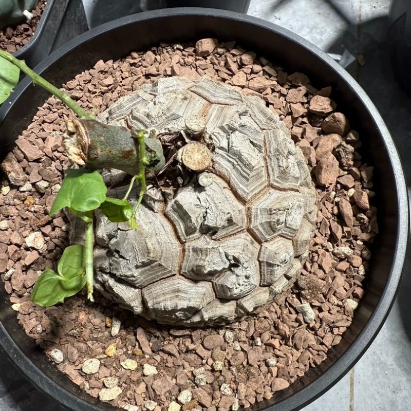 Succulent Cactus Plant Dioscorea Elephantipes Dioscoreaceae Garden Beautiful 7CM gallery