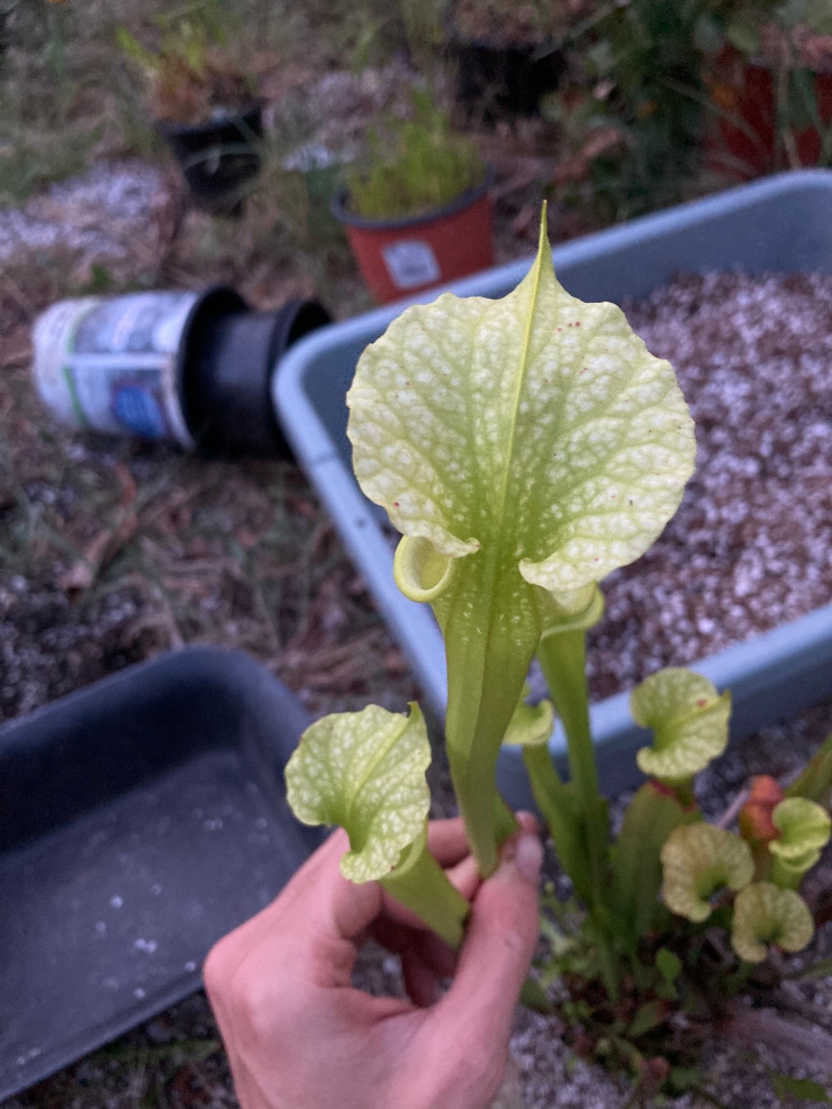 Sarracenia leucophylla "Giant Autumn Pitchers, CK" x flava "Pastel" -HC B Plant gallery