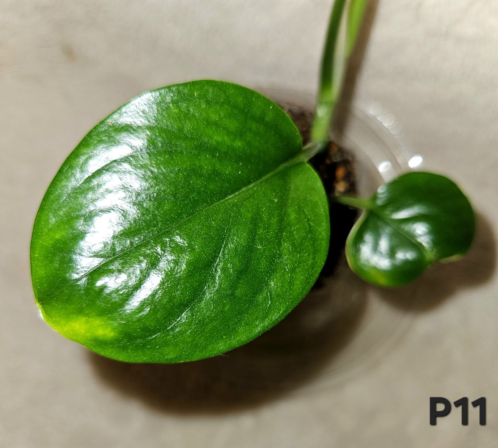 Manjula Poonsin In 3.5 Inch Pot gallery