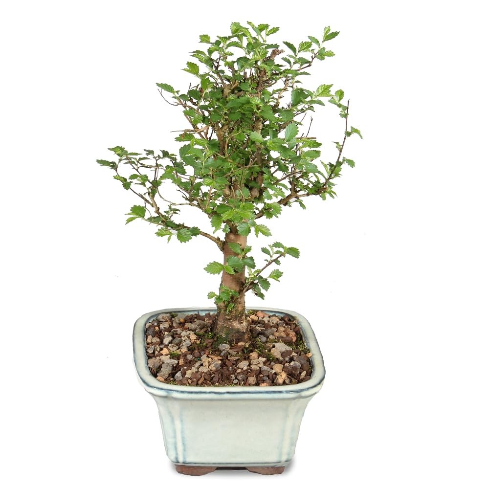 Chinese Elm Bonsai Tree Live Outdoor Small 5 Years Old 6 Tall Live Bonsai Tree gallery