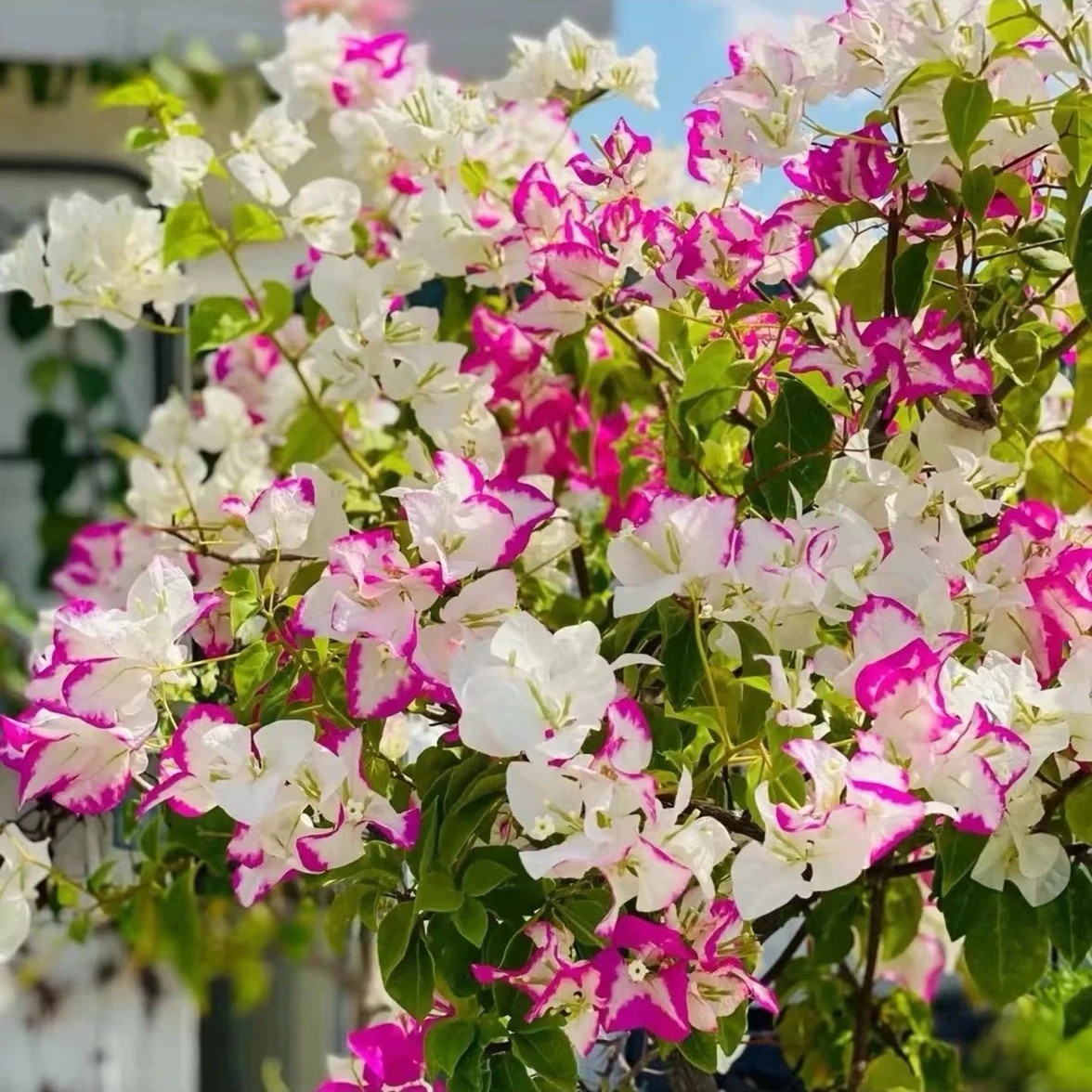 Multi color Yezibing 椰子冰三角梅Coconut Ice bougainvillea Medium Bonsai Bare Root gallery