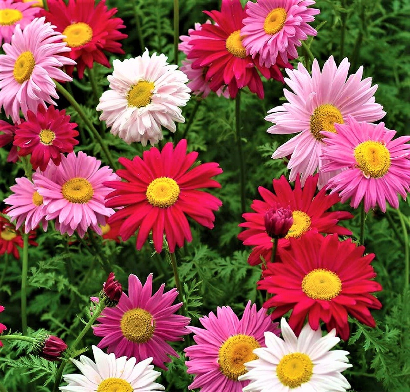 Multi Color Painted Daisy Seeds 200+ Seeds BUY 4 GET FREE SHIPPING gallery