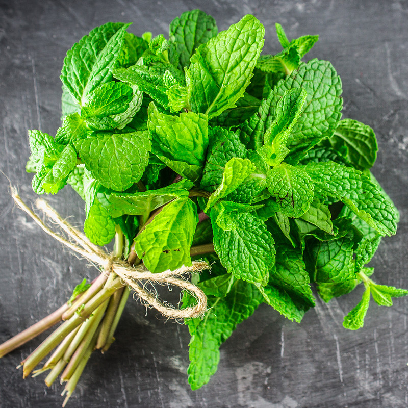Spearmints, Chocolate Mints Live menthol Mints herb plant seed Peppermints 15 gallery