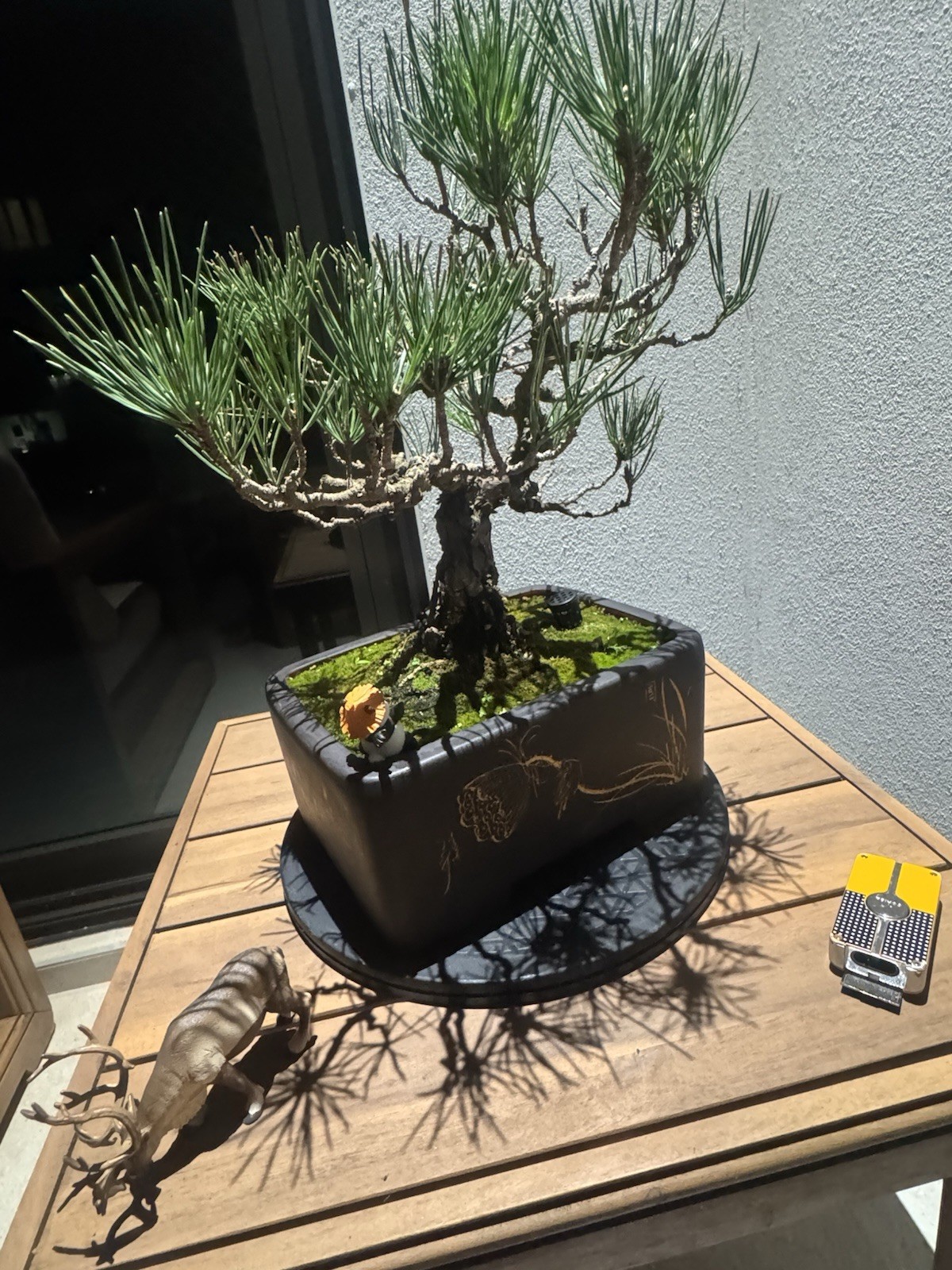 Japanese Black Pine, Bonsai Tree. Outdoor Evergreen At least 15 Years From JP gallery