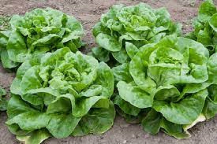 Premium Buttercrunch Leaf Lettuce - Fresh Organic Heirloom Seeds - gallery