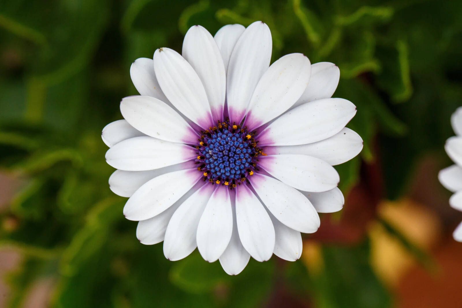White Cape Daisy Seeds, Trailing African Daisy, Blue-Eyed Daisy, FREE SHIPPING gallery