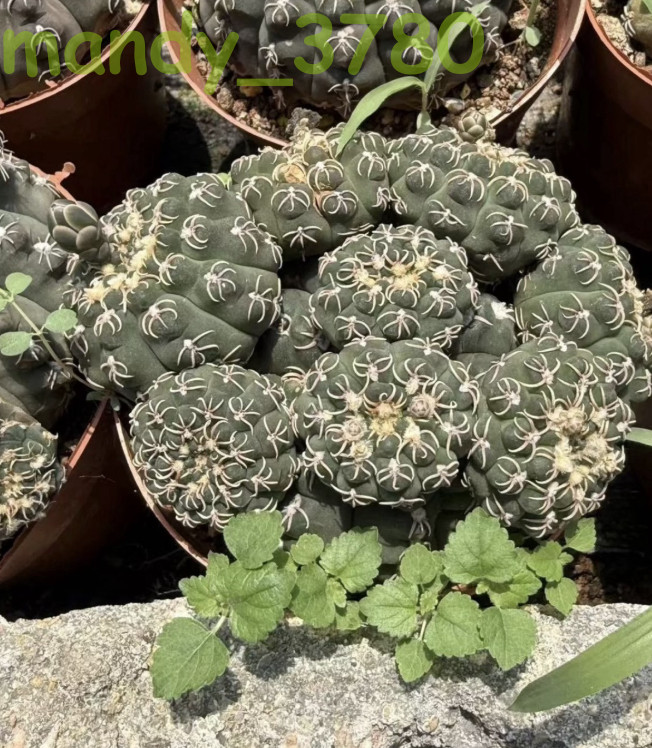 2PCS Cactus Plants Gymnocalycium quehlianum Beautiful Cactus gallery