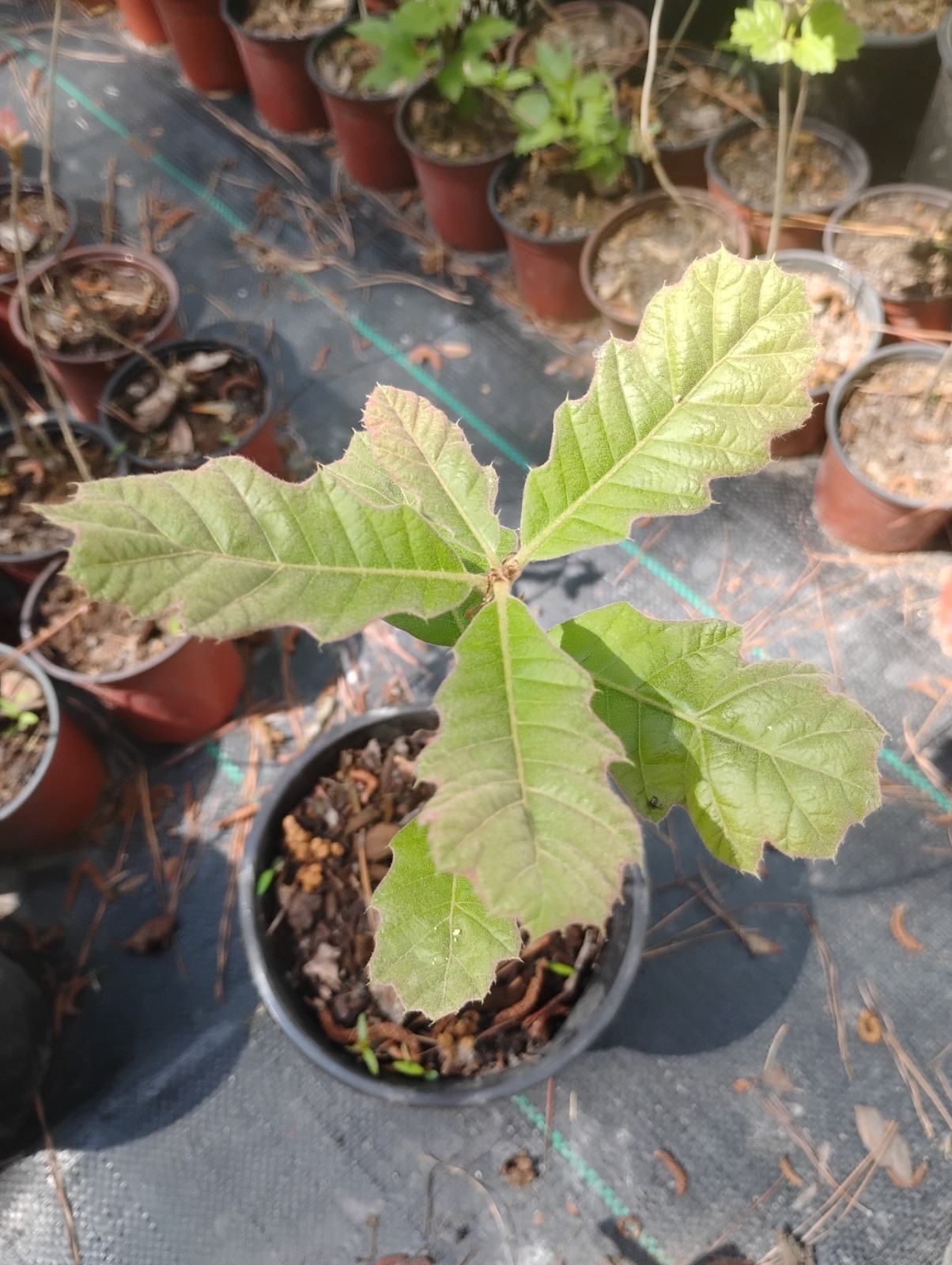 Black Oak Tree, 1 Gallon Pot. gallery