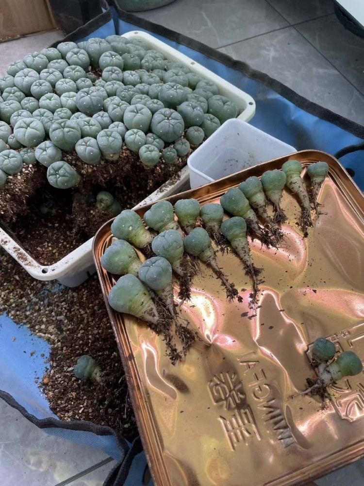 10PCS Succulent Cactus Plant Beautiful Cactus Garden Décor Boutique 1.5cm gallery