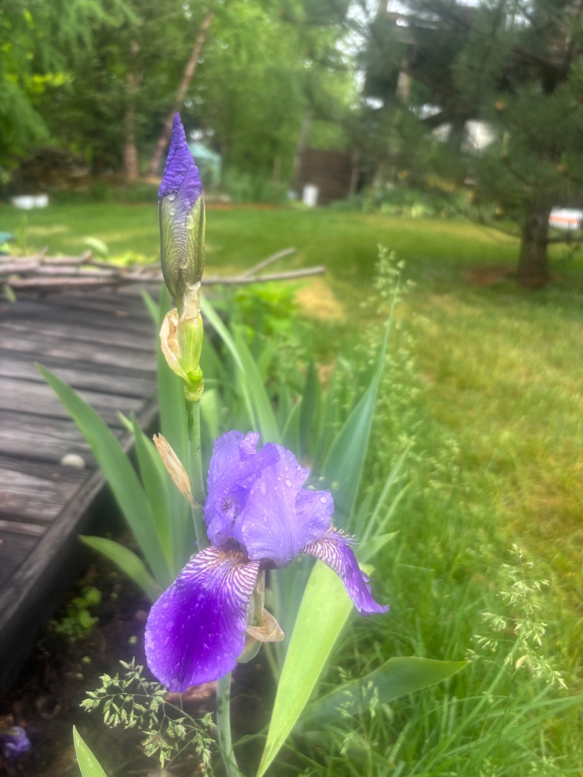 6 - Two - Tone Purple BEARDED IRIS Bulbs/Rhizomes FRESH - Perennial gallery