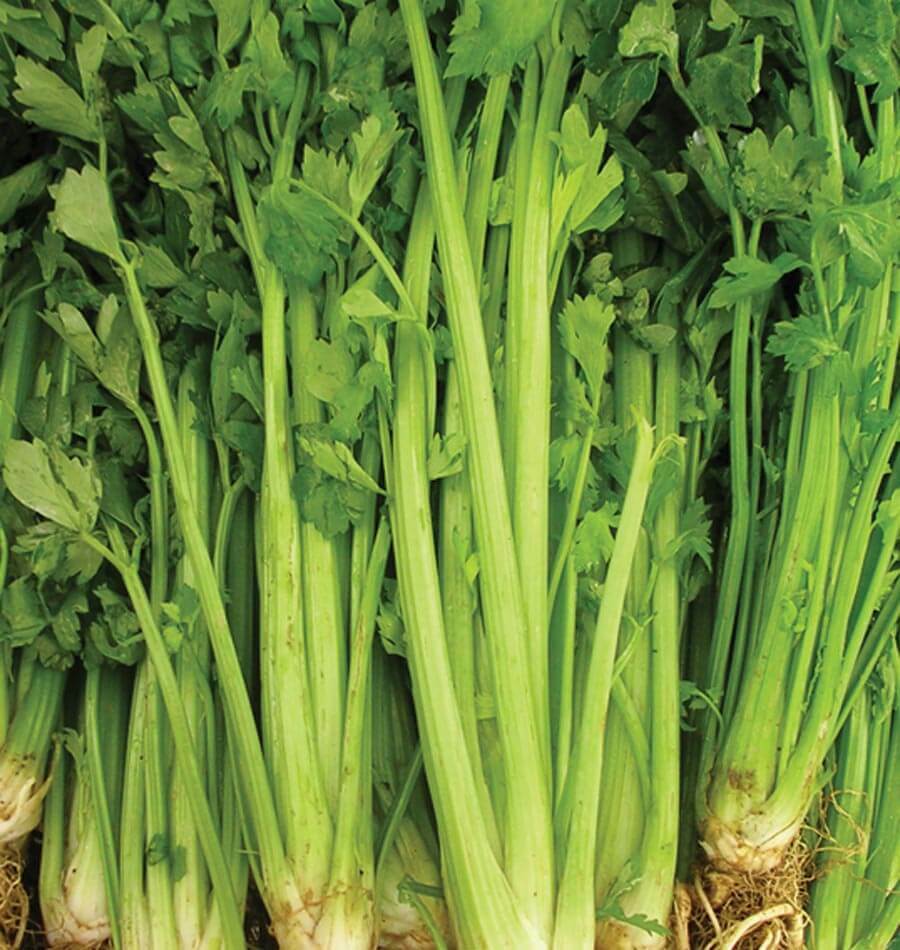 Celery Tall Utah Seeds 2000+ Vegetable Garden NON-GMO USA SELLER FREE SHIPPING gallery