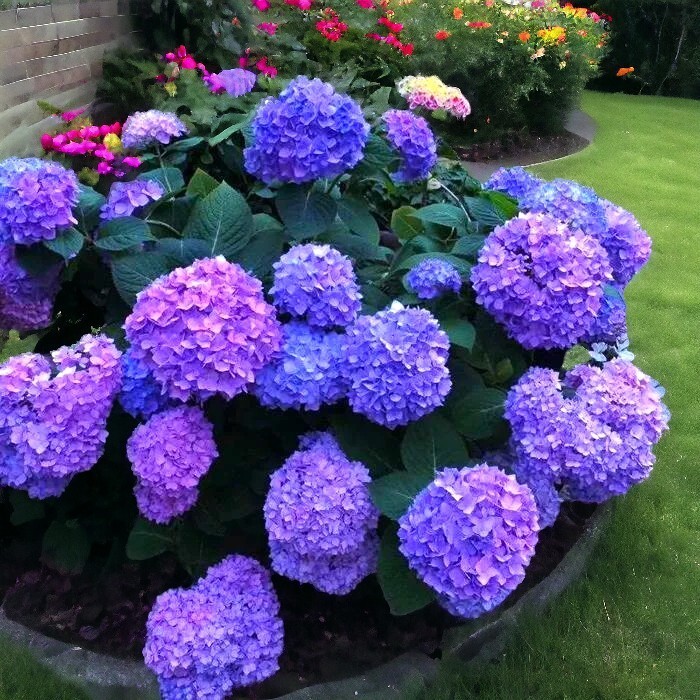 25pcs Blue Pink Purple Hydrangea - Beautiful and Hardy Perennial Flowers gallery