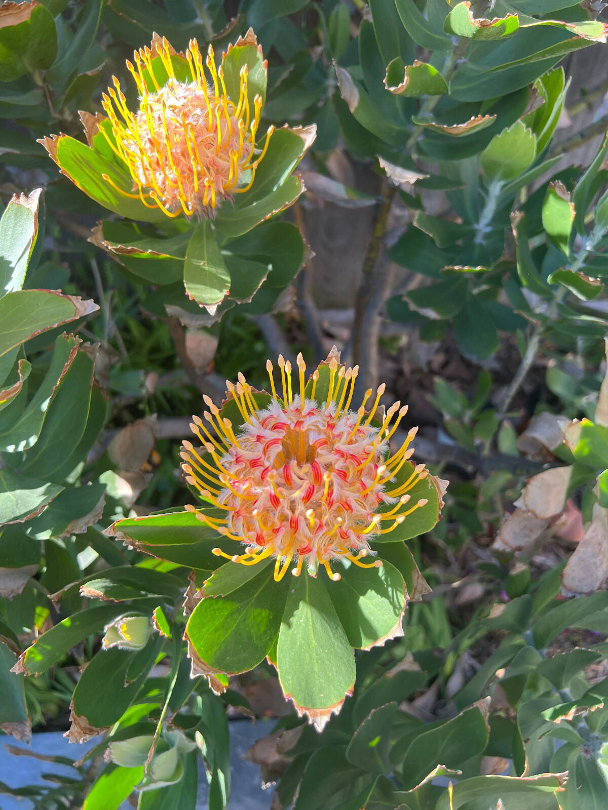 Red Yellow Ornamental Pincushion Protea, Leucospermum Veldfire-10 Seeds 2026-USA gallery