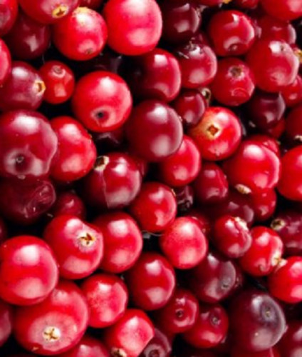 Red Blueberry Vaccinium Forest Fruit Seeds gallery