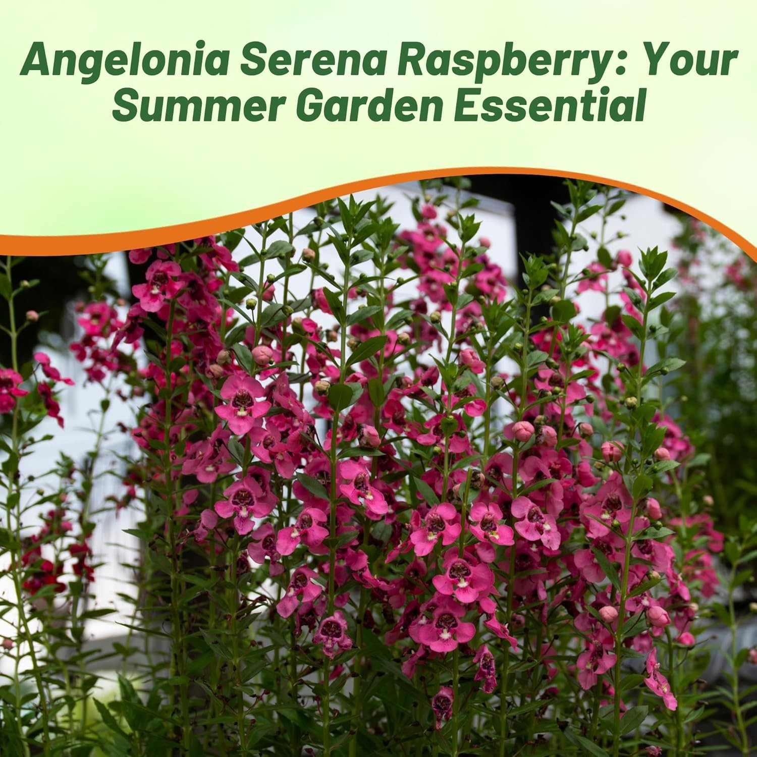 15 Seeds Drought Tolerant Raspberry Angelonia Serenita Garden Flower Plant Seeds gallery