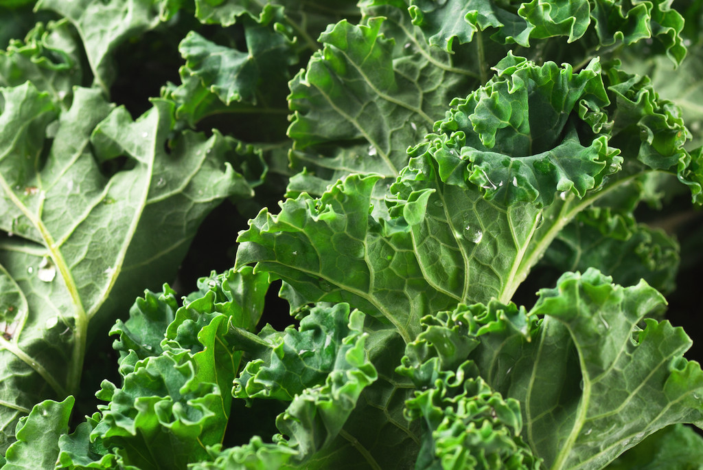 Kale 500+ Seeds Dwarf Siberian Vegetable Garden NON-GMO USA SELLER FREE SHIPPING gallery