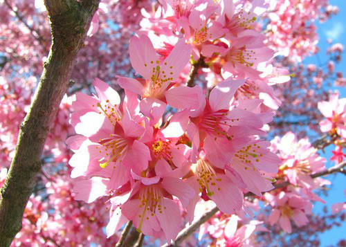 Okame Flowering Cherry Tree gallery
