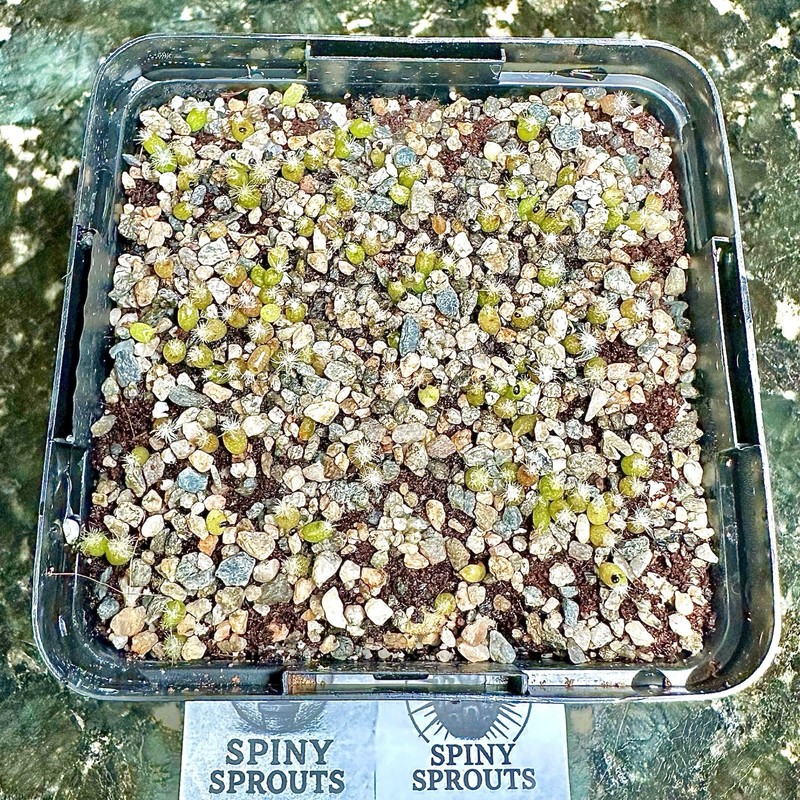 Granite Top Dressing Soil Amendment Very Fine 1/8” Bonsai Cactus Succulent Aroid gallery