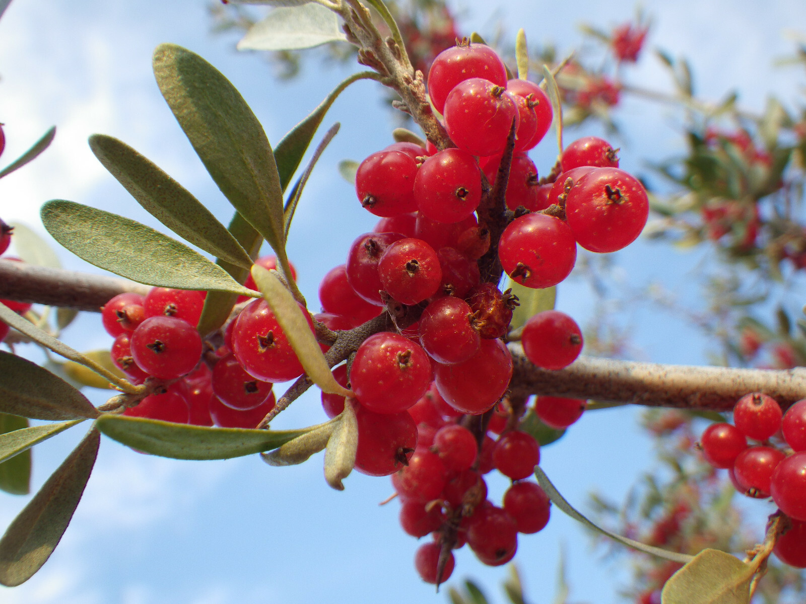 20 SILVER BUFFALOBERRY Shepherdia Argentea Red Fruit Native Bullberry Shrub Seed gallery