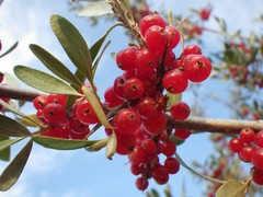 20 SILVER BUFFALOBERRY Shepherdia Argentea Red Fruit Native Bullberry Shrub Seed