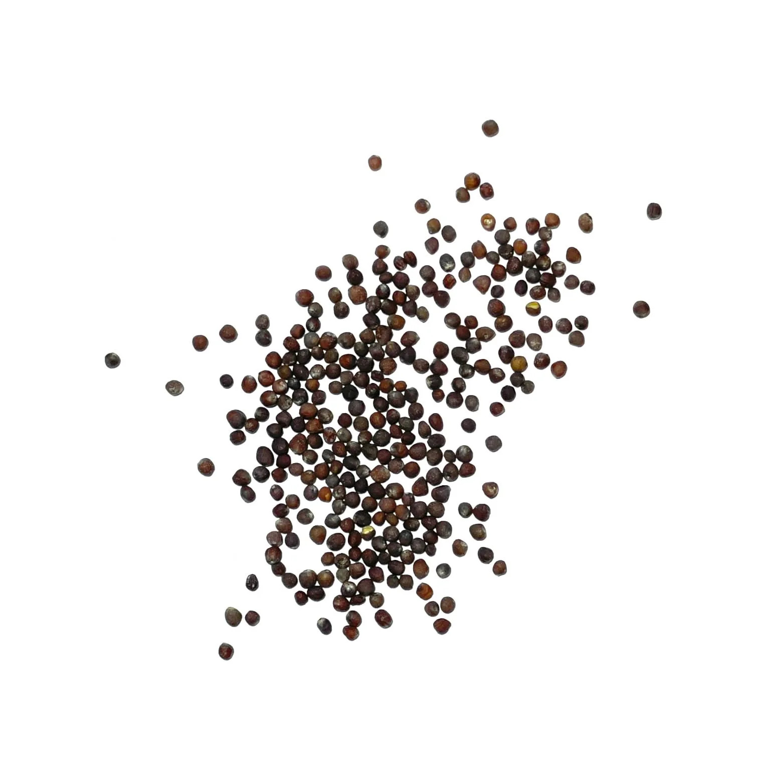 Snowball Y Improved Cauliflower Seeds For Planting (Brassica oleracea) gallery