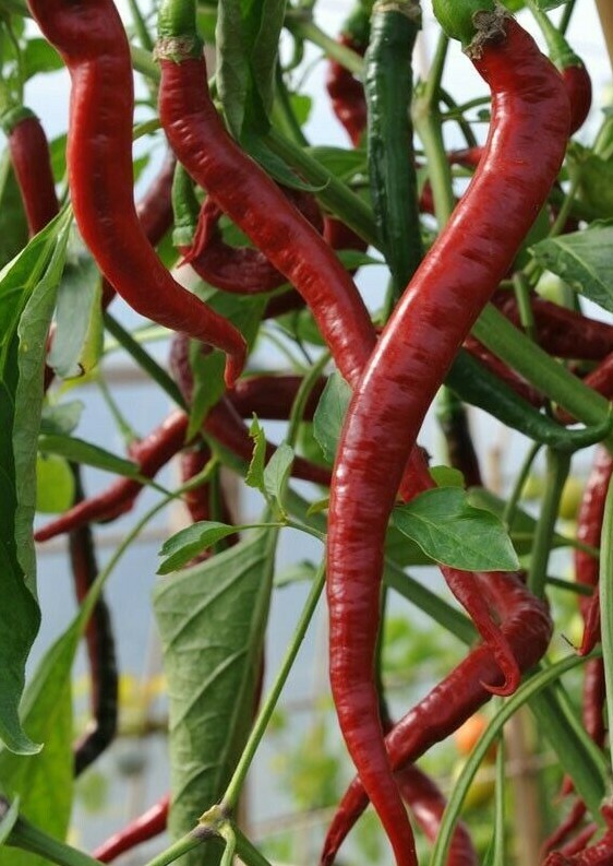 RED CAYENNE PEPPER SEEDS 50+ LONG THIN health HERB HOT SPICY FREE SHIPPING gallery