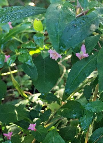 Fuchsia microphylla ssp. microphylla | Small Leaf Fuchsia | 10 Seeds gallery
