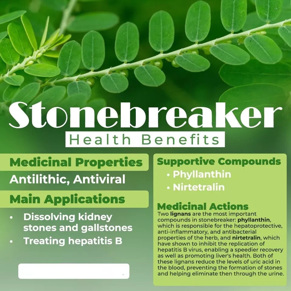30+PCS Organic Stone Breaker Phyllanthus niruri Chanca Piedra Seeds,herb gallery