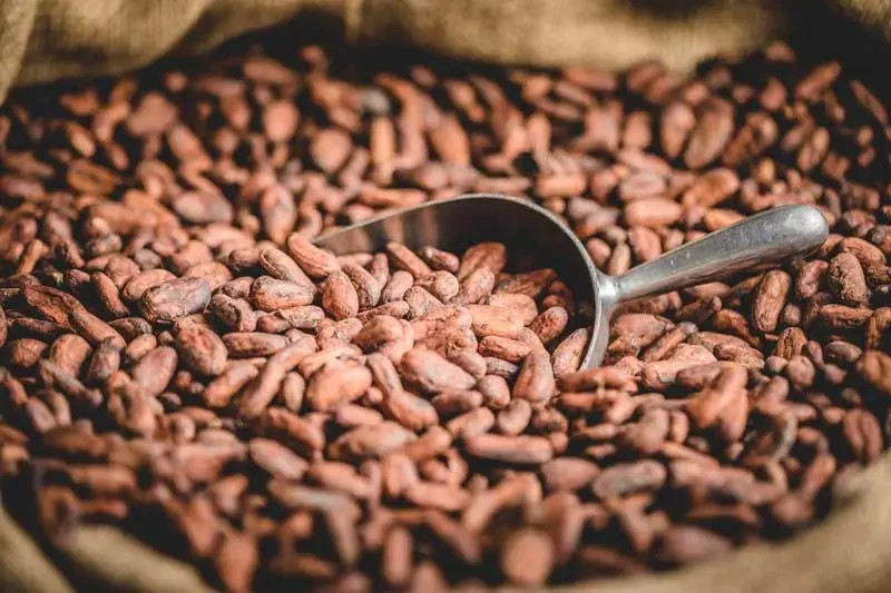 cacao seed gallery