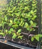 Marinka Fuchsia Starter Live Plant - 2-5" Tall - 3" Pot - Zones 9-11 gallery