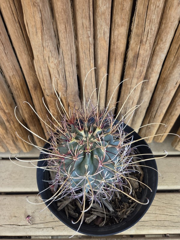 Ancistrocactus uncinatus gallery