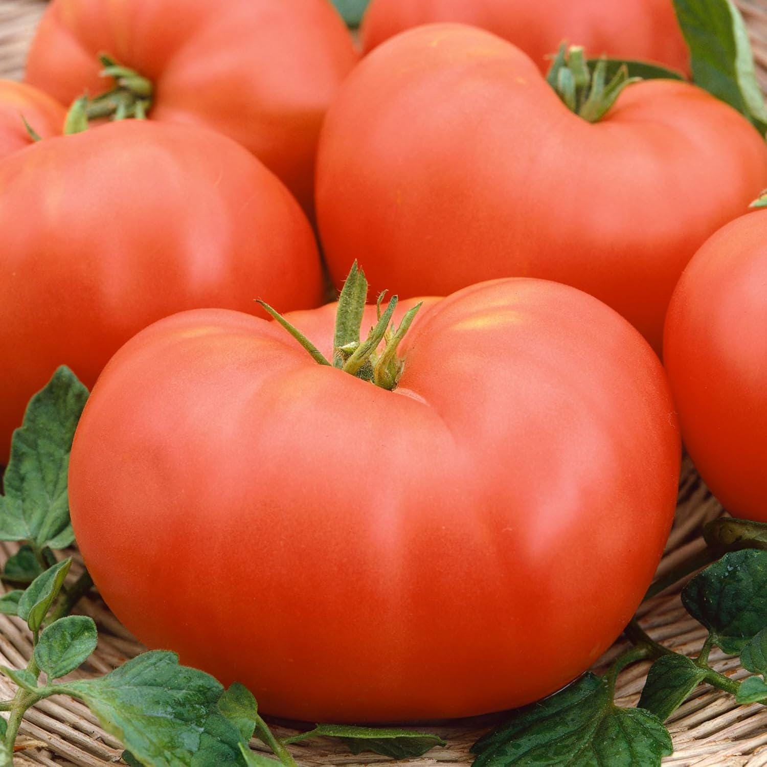 Soldacki, Tomato gallery