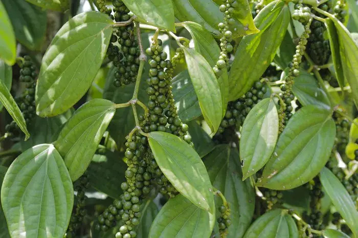 Piper Nigrum - CEYLON Black Pepper, Peppercorn, Heirloom - 5 Se eds gallery