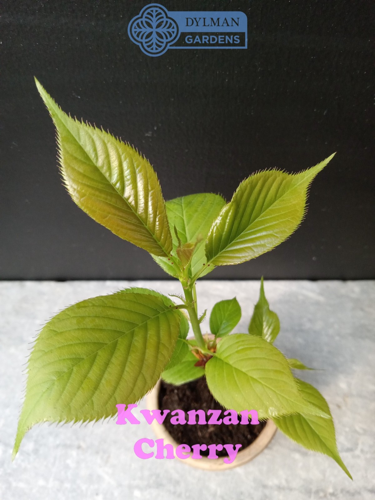 Kwanzan Cherry Tree (Prunus serrulata 'Kwanzan') Ornamental - Multiple Sizes gallery
