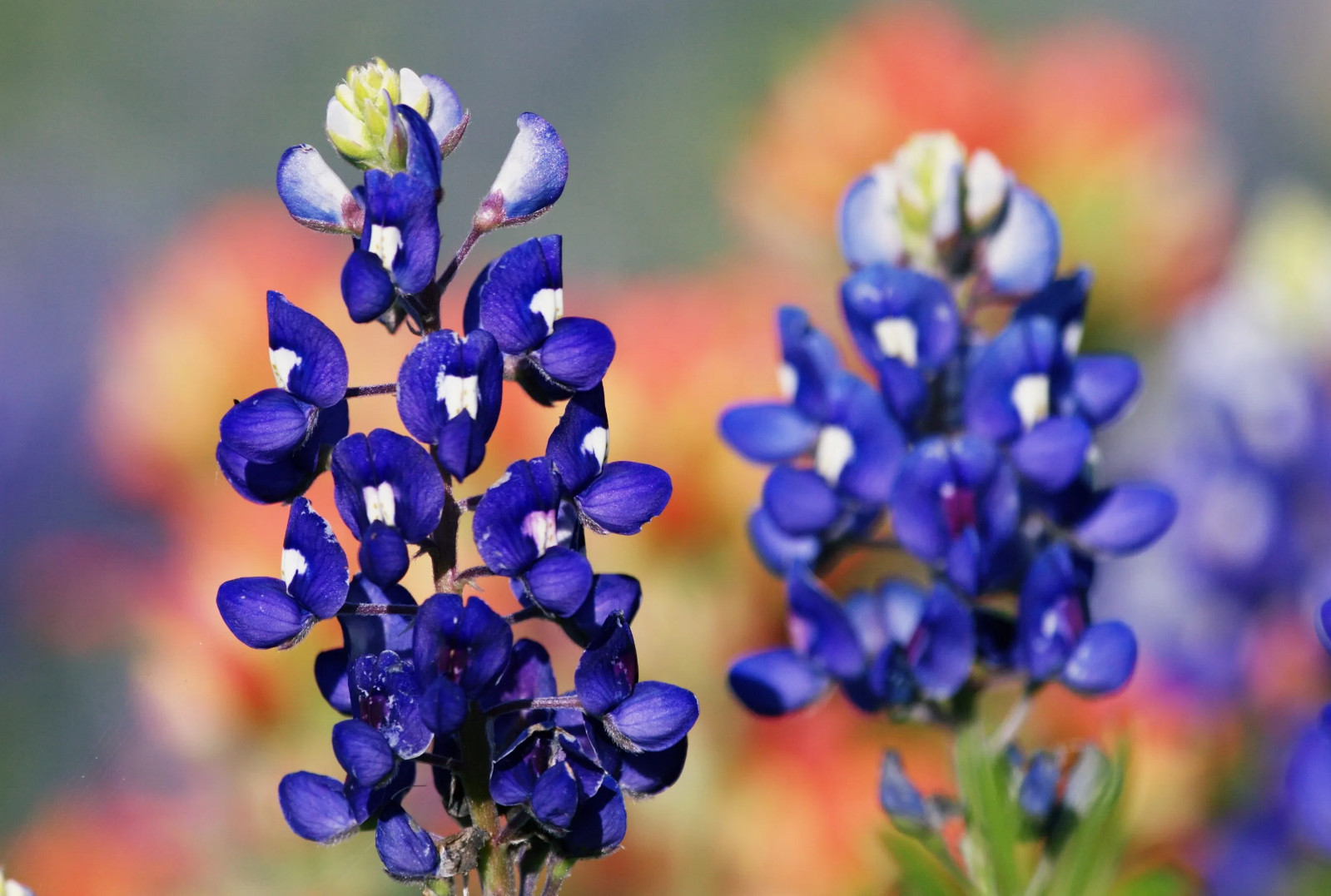 100+ Texas Bluebonnet Seeds - Hummingbords Butterflies - Fragrant - Bright Color gallery