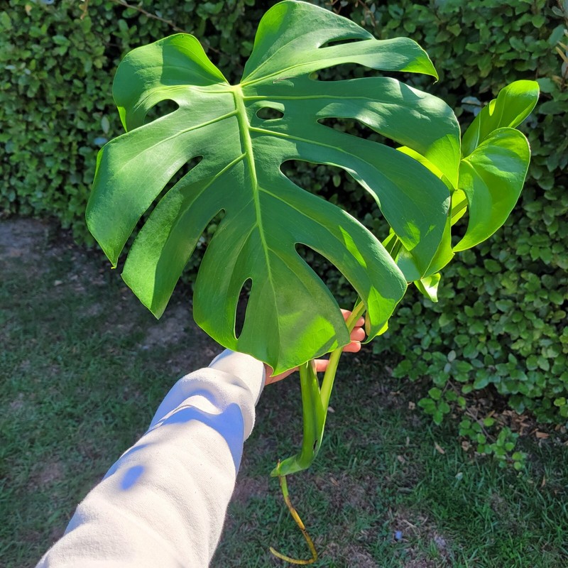 Large Monstera Deliciosa Rooted Cutting, Tropical Live Plant, Swiss Cheese Plant gallery