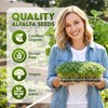 Alfalfa Sprouting Seeds Organic NonGMO 16oz for Growing Planting Homegrown Fres gallery