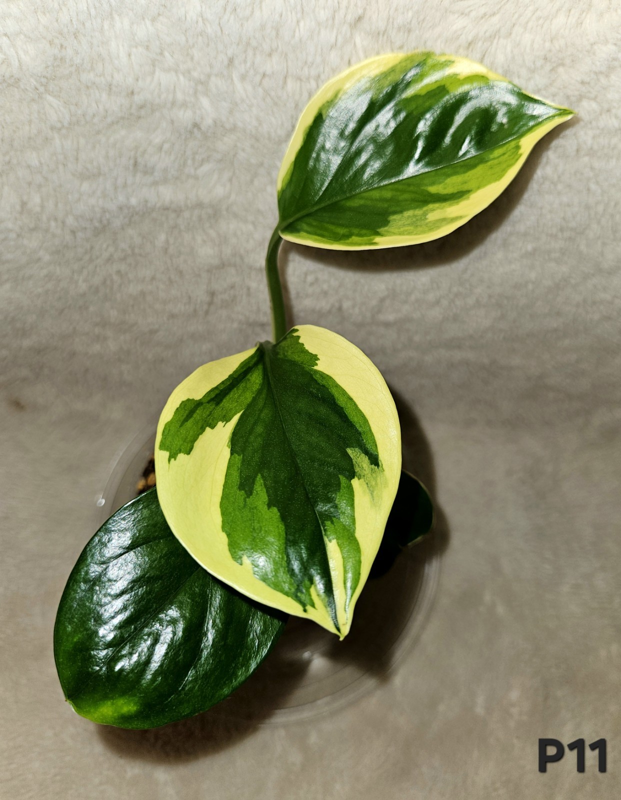 Manjula Poonsin In 3.5 Inch Pot gallery