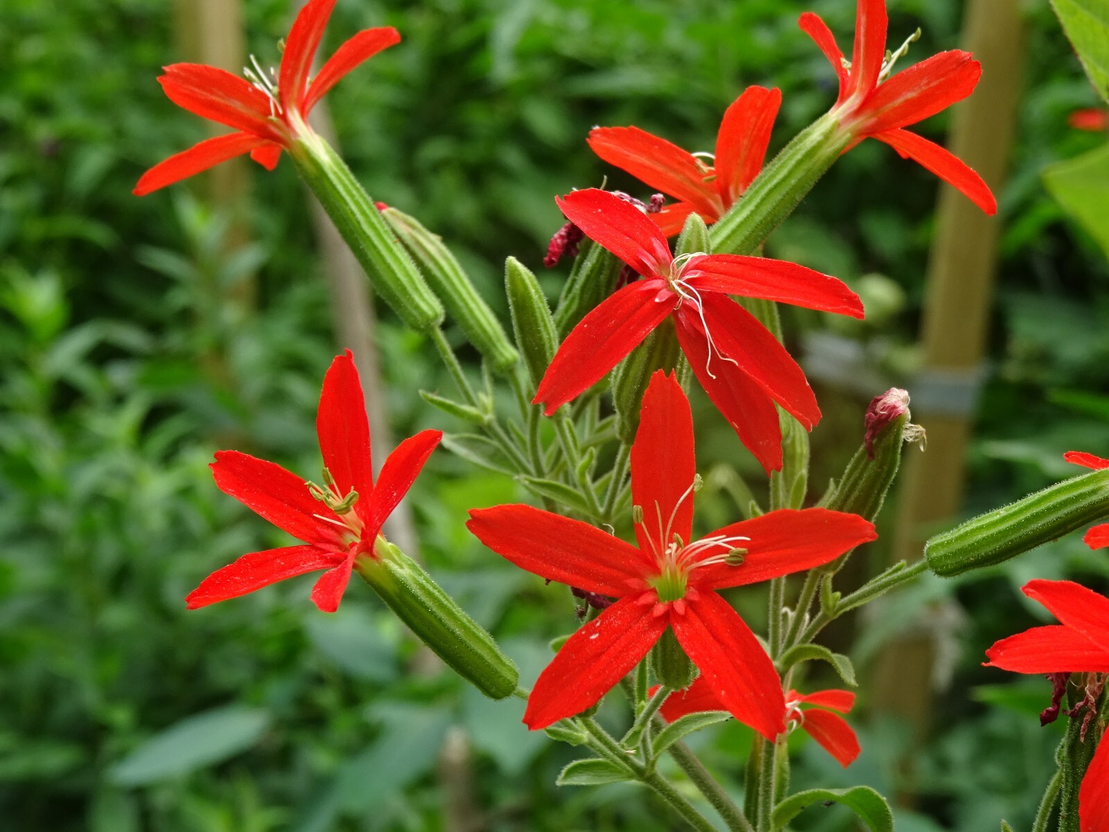 Royal catchfly Silene regia Native Perennial 20 seeds from 2024 for Hummingbirds gallery
