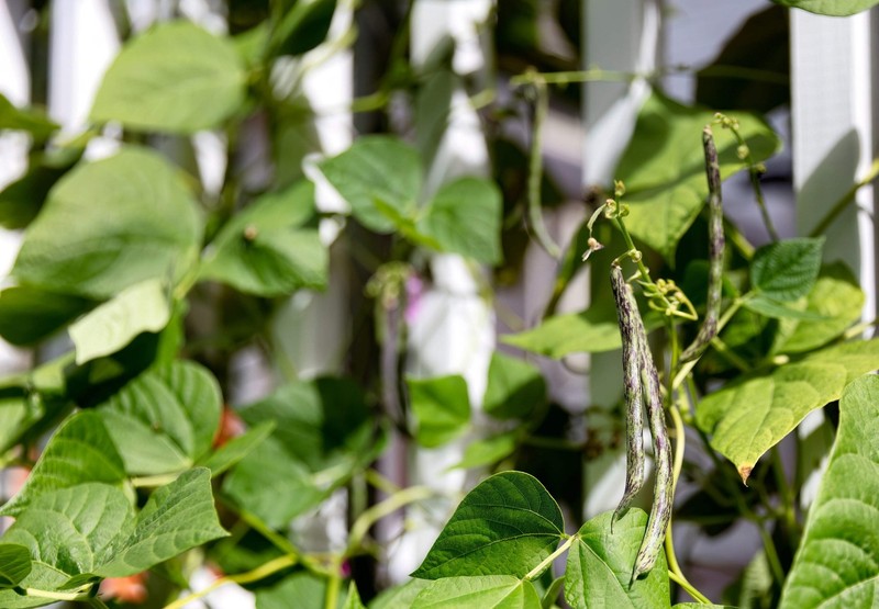50 RATTLESNAKE POLE BEAN Stringless Purple Phaseolus Vulgaris Vegetable Seeds gallery