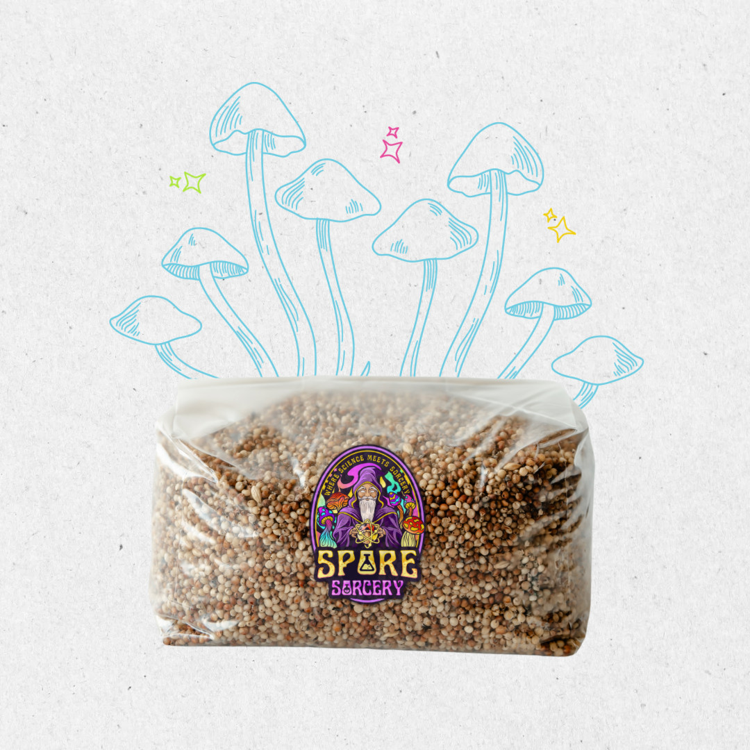 5lb Milo Sorghum Grain Spawn gallery